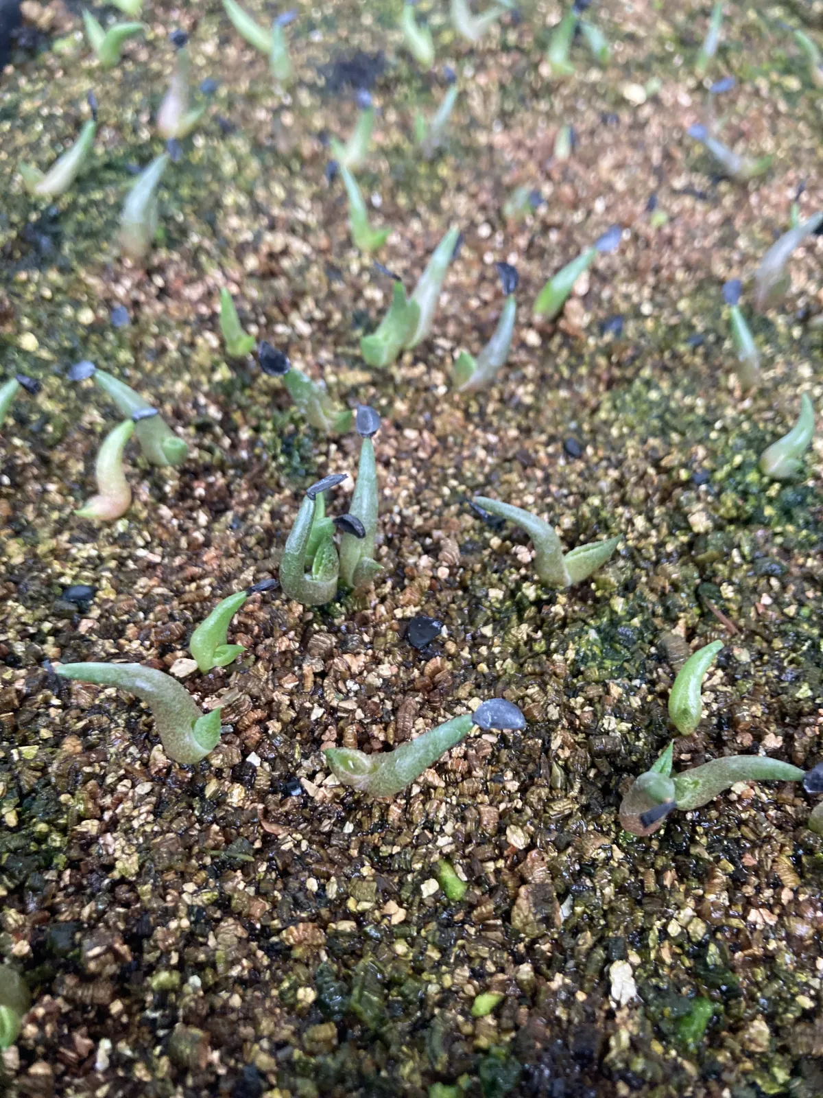 Agave titanota Blue Lot. (アガベ チタノタブルー)