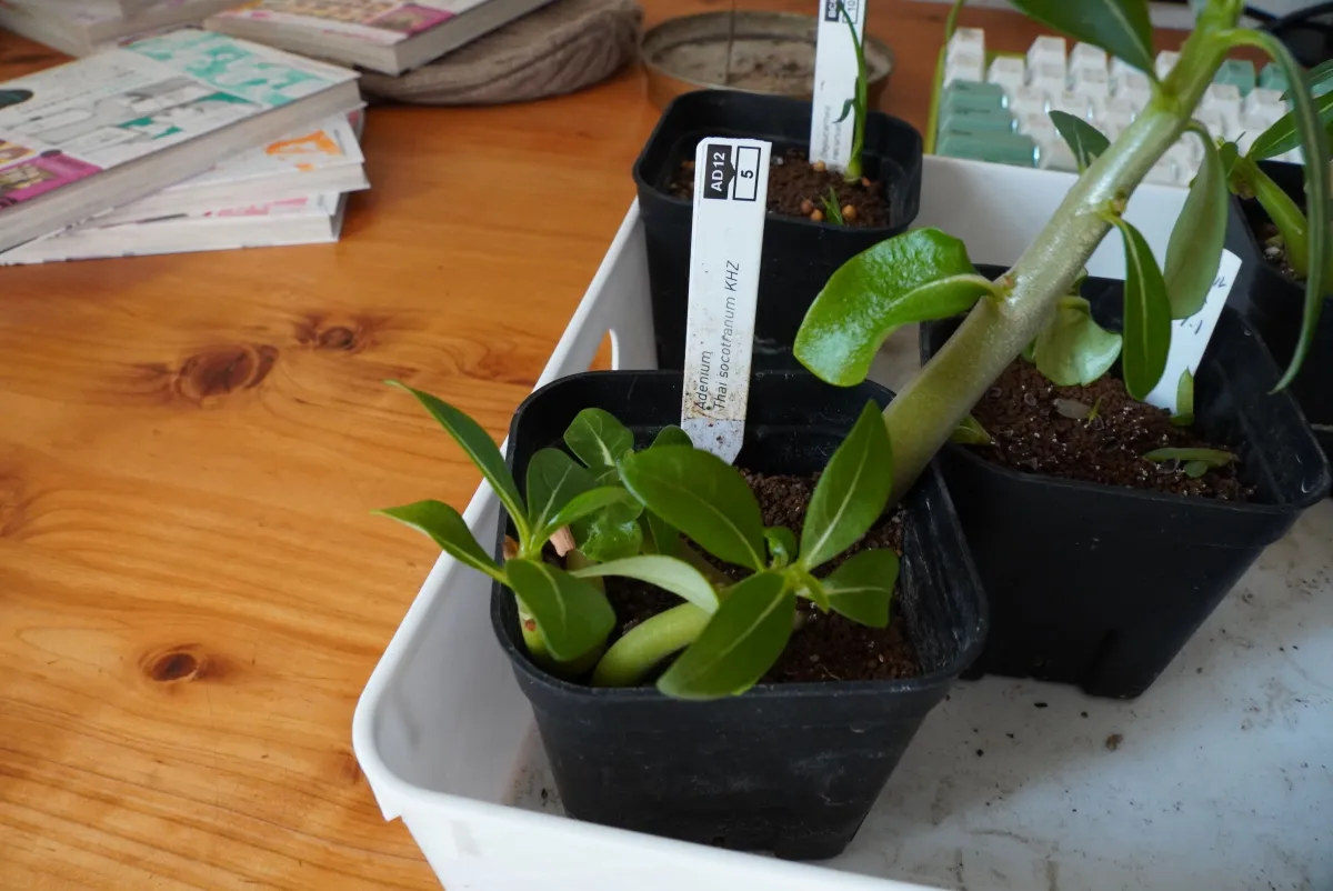 KHZ Adenium thai socotranum KHZ (アデニウム タイ ソコトラナム)