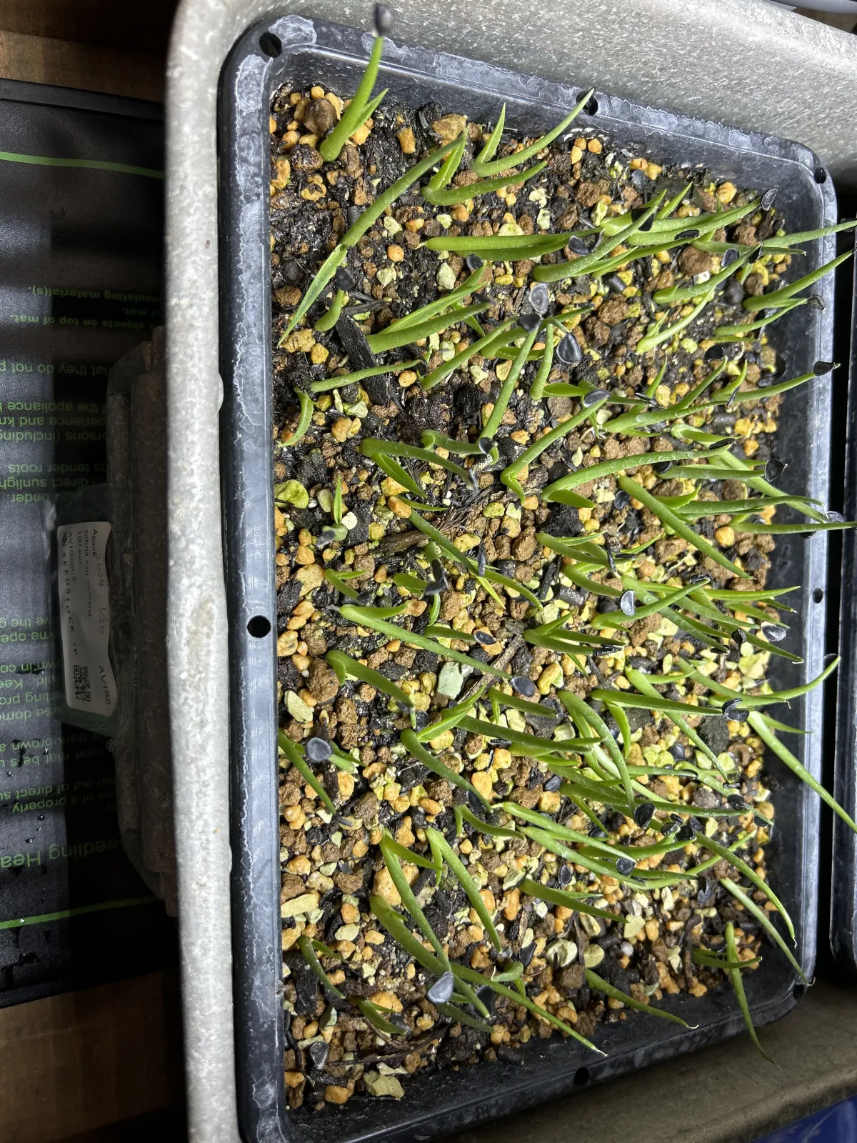 Agave sobria ssp. roseana (アガベ ソブリア ロゼアナ)