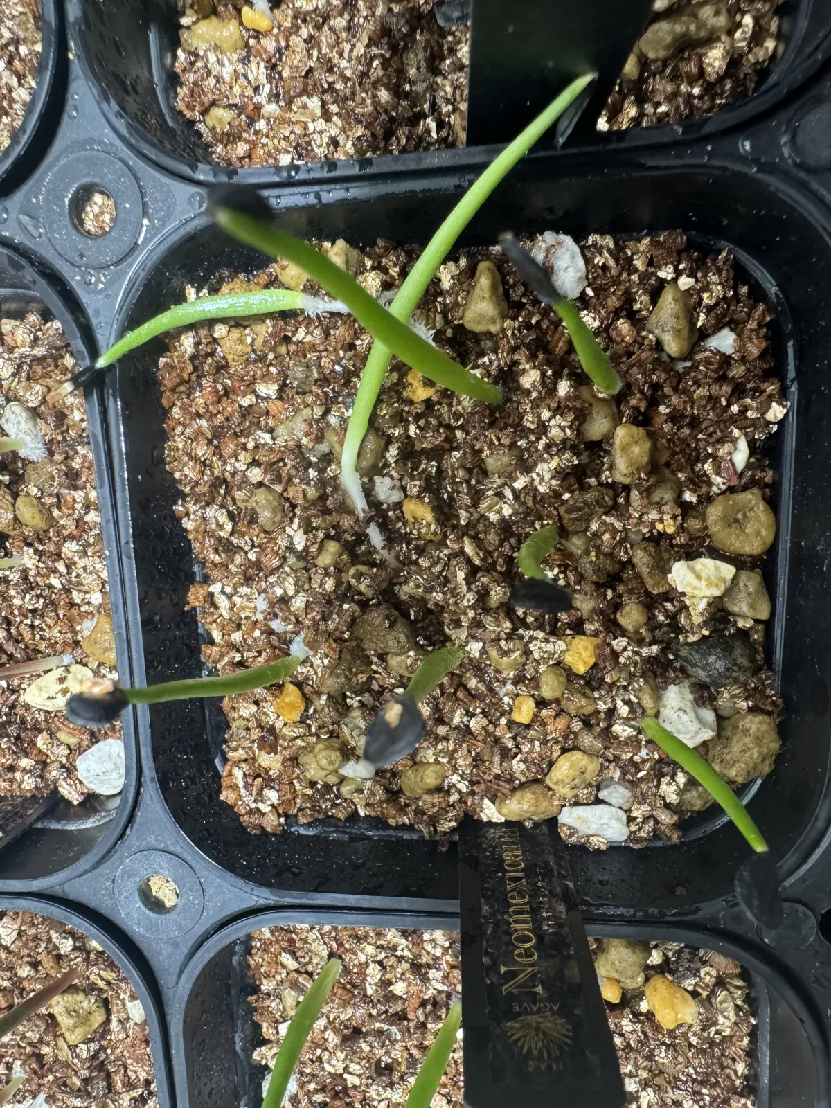 Agave parryi ssp. neomexicana (アガベ ネオメキシカーナ)