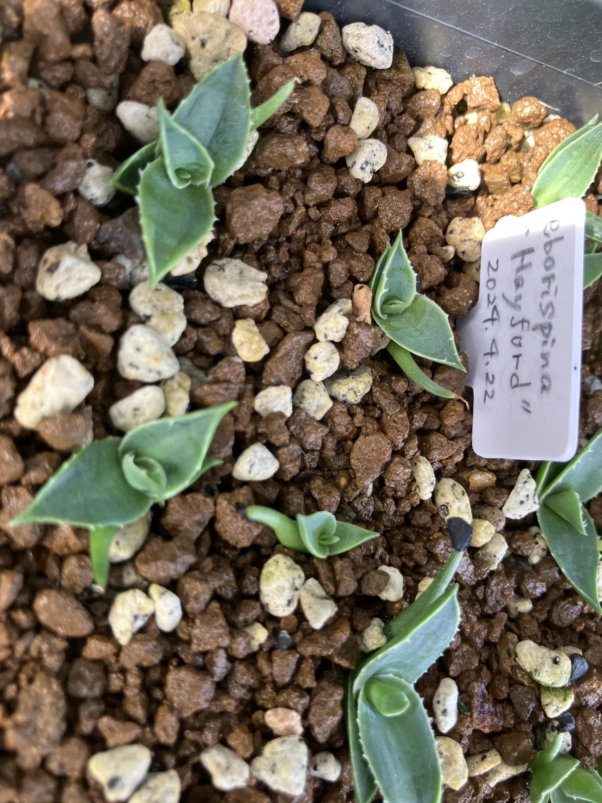 Agave utahensis var. eborispina (アガベ エボリスピナ ヘイフォード)