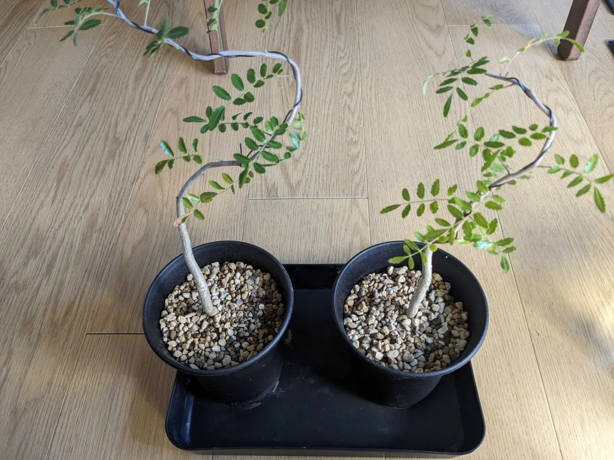 Commiphora hyphaenoides sp. tulear (コミフォラ ヒファエノイデス)