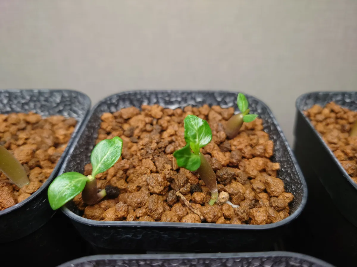 Adenium somalens (アデニウム ソマレンセ)