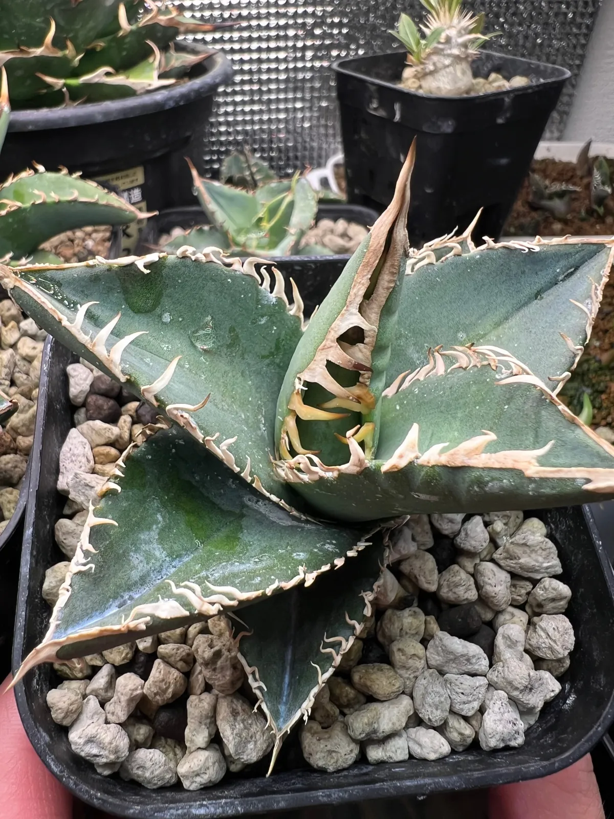 Agave oteroi Lot. (アガベ オテロイ)