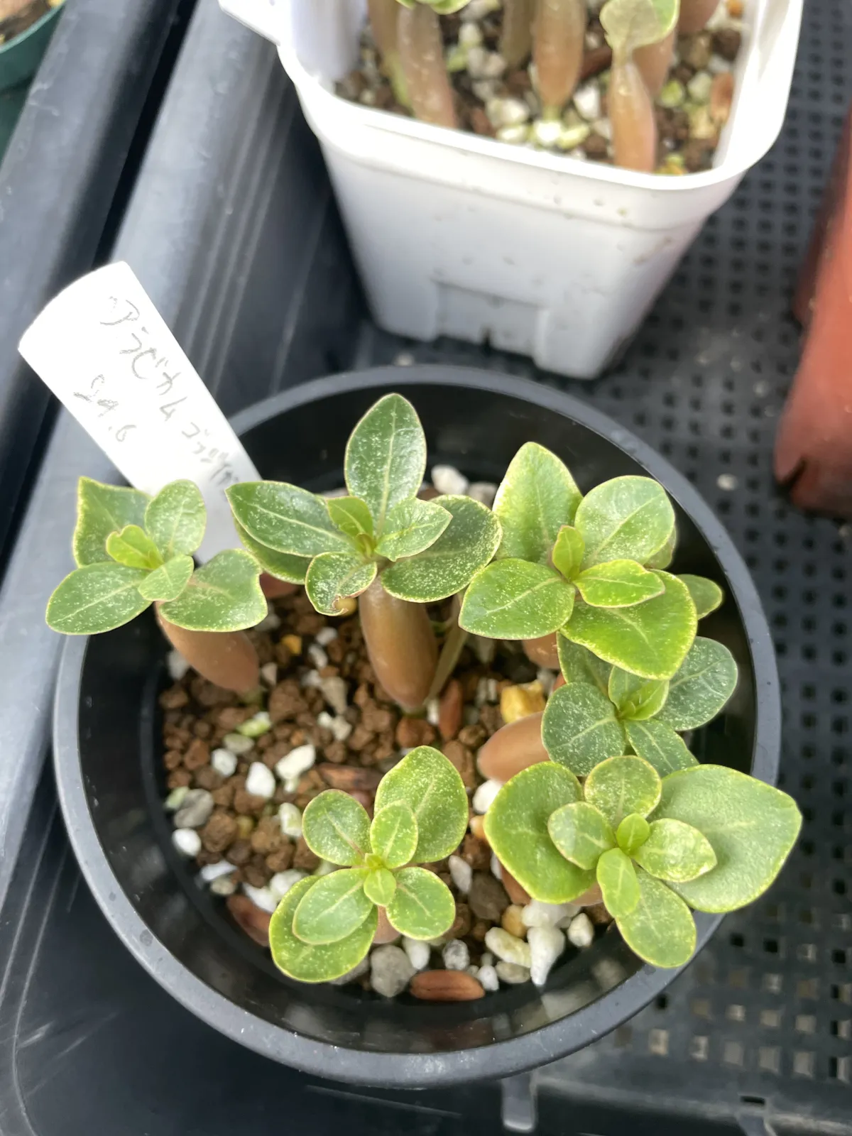 Adenium arabicum Godji lyara (アデニウム アラビカムゴッジ イヤラ)