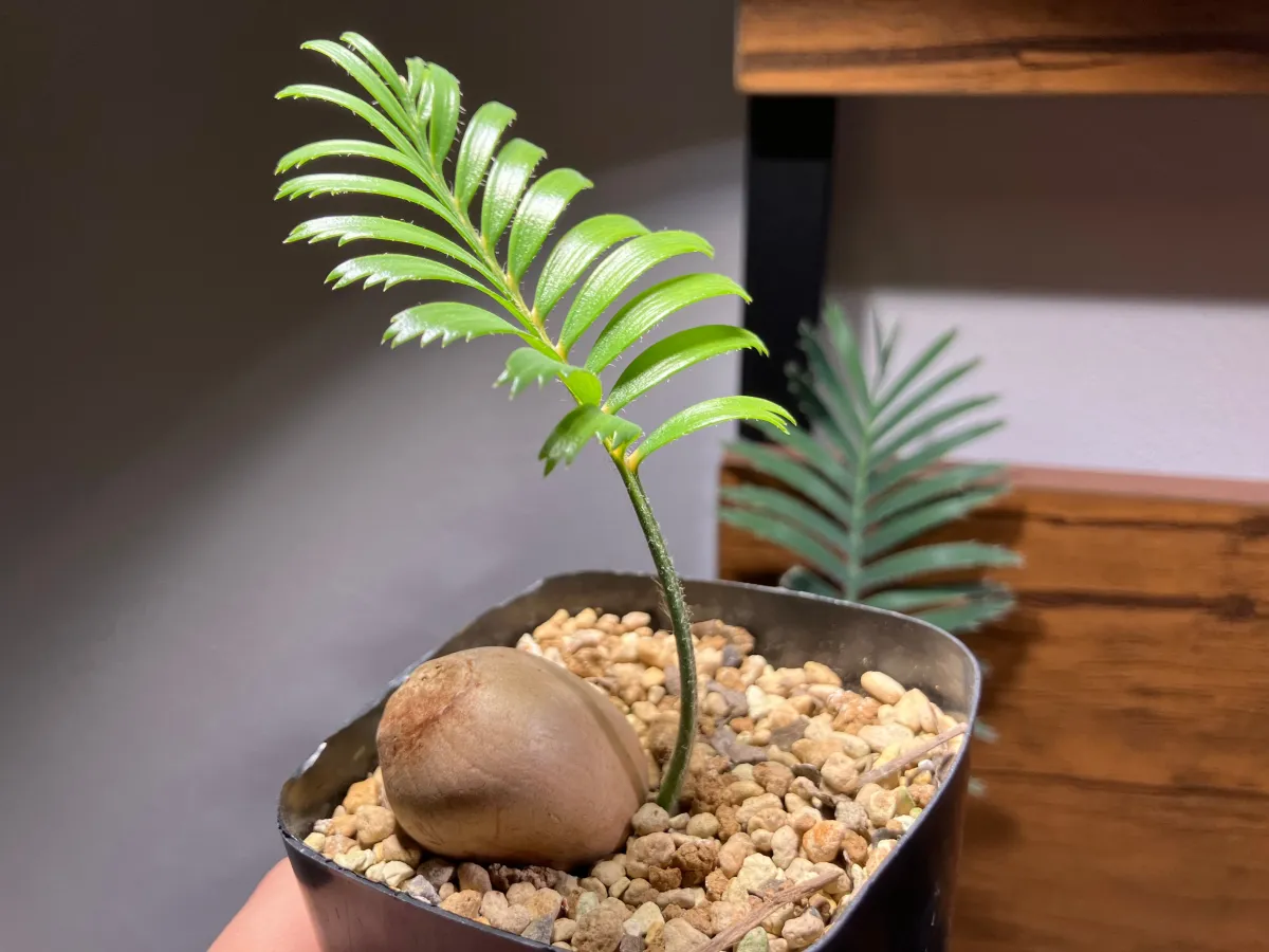 Macrozamia communis (マクロザミア コムニス)