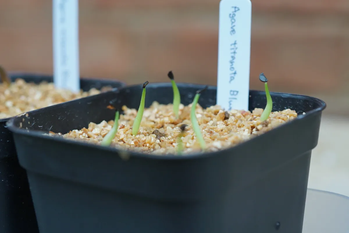 Agave titanota Blue Lot. (アガベ チタノタブルー)