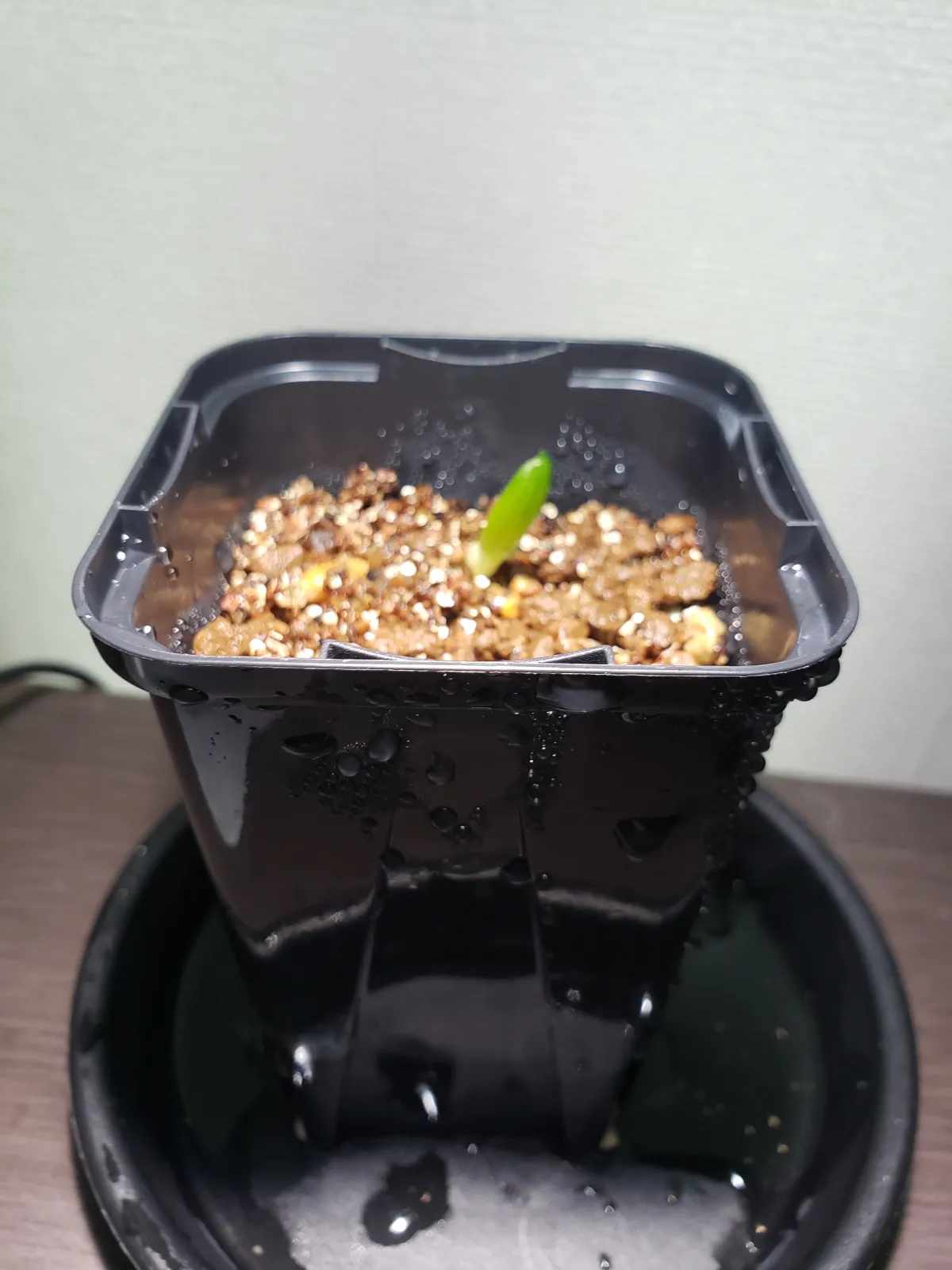 Aloe variegata (アロエ 千代田錦)