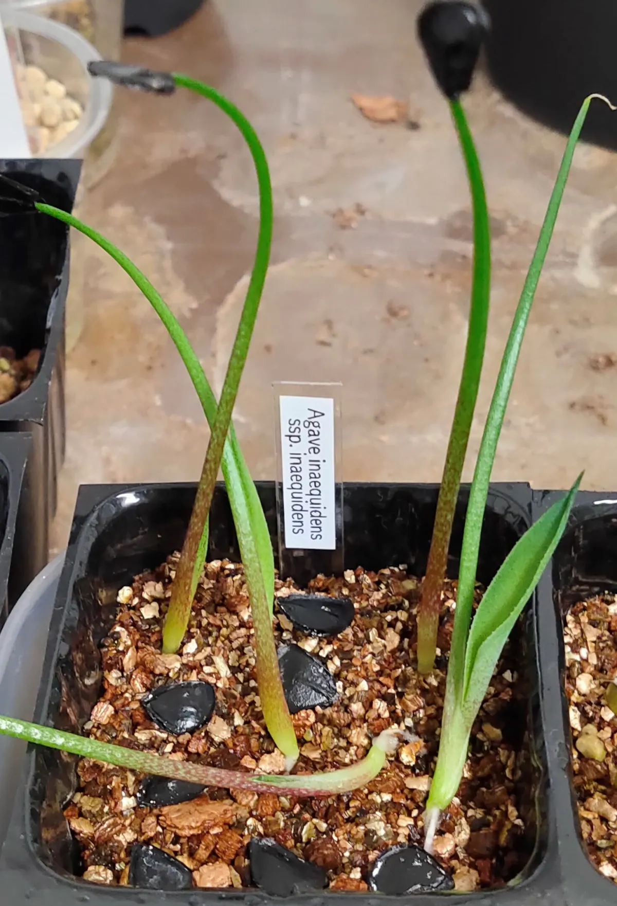 Agave inaequidens ssp. inaequidens (アガベ インアクイデンス)
