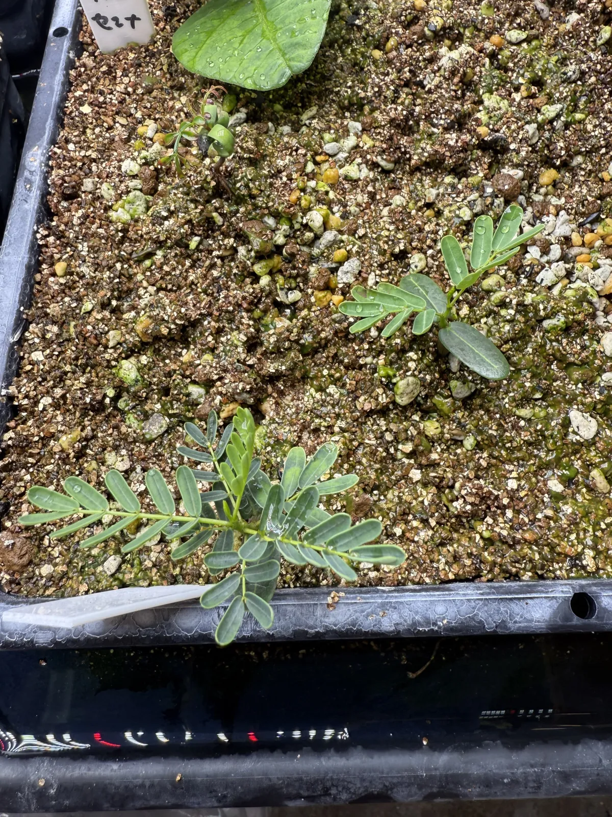 Senna meridionalis (センナ メリディオナリス)