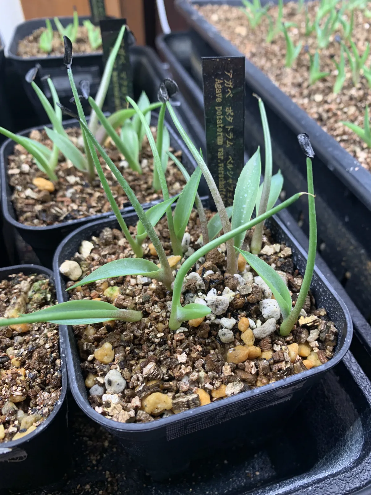 Agave potatorum var. verschaffeltii (アガベ ベルシャフェルティ)