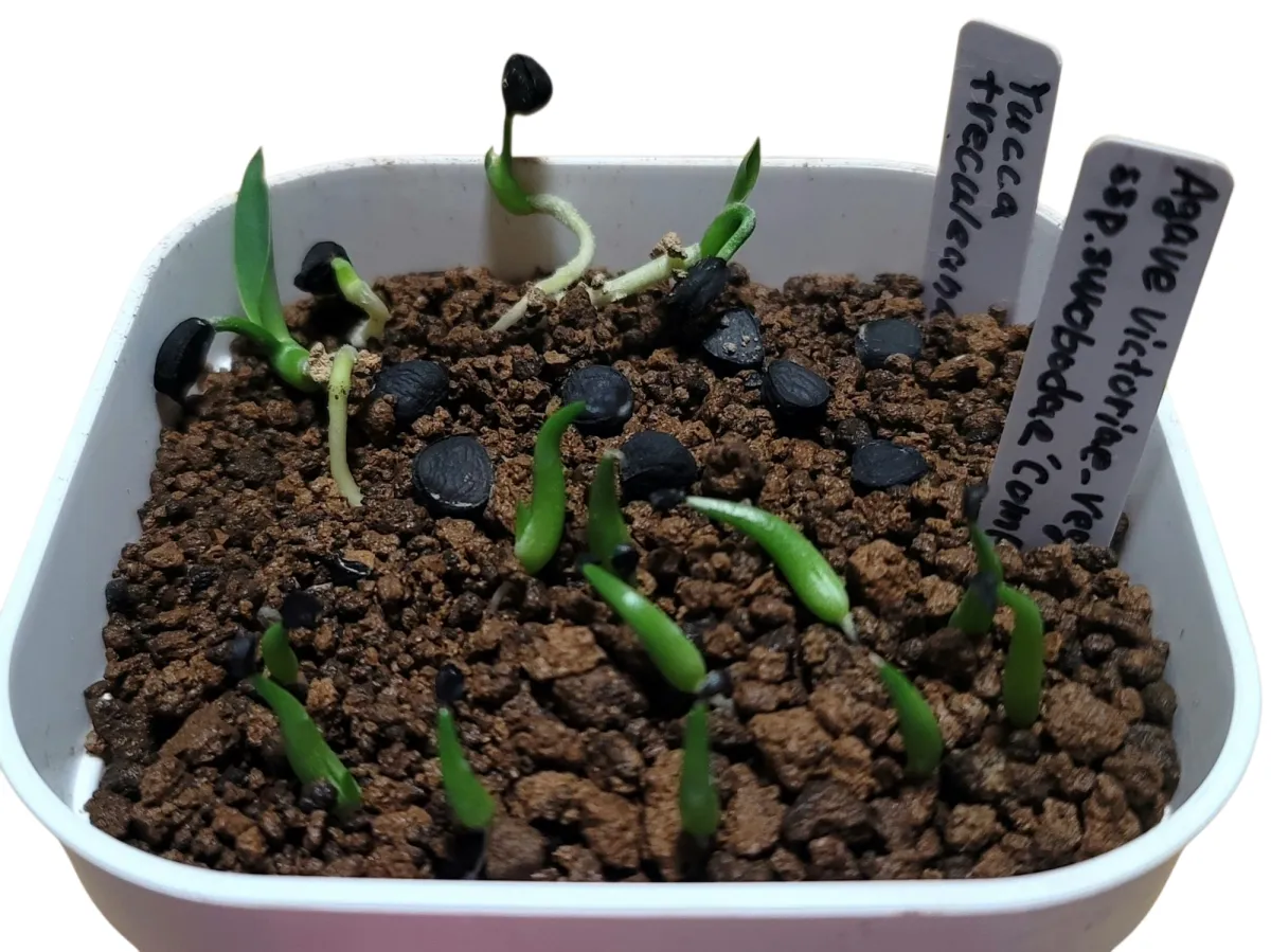 Agave victoriae-reginae ssp. swobodae (アガベ ビクトリアレジーナ スワボダエ)