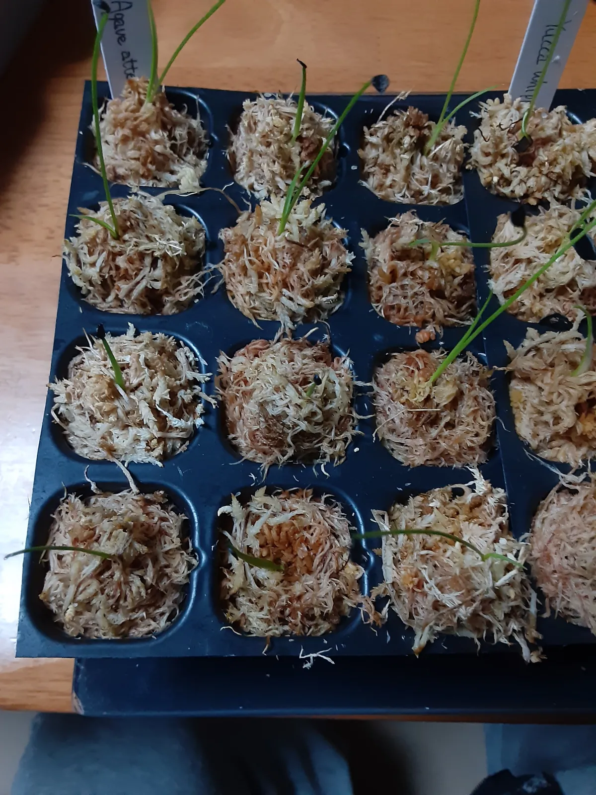 Agave attenuata (アガベ アテナータ)