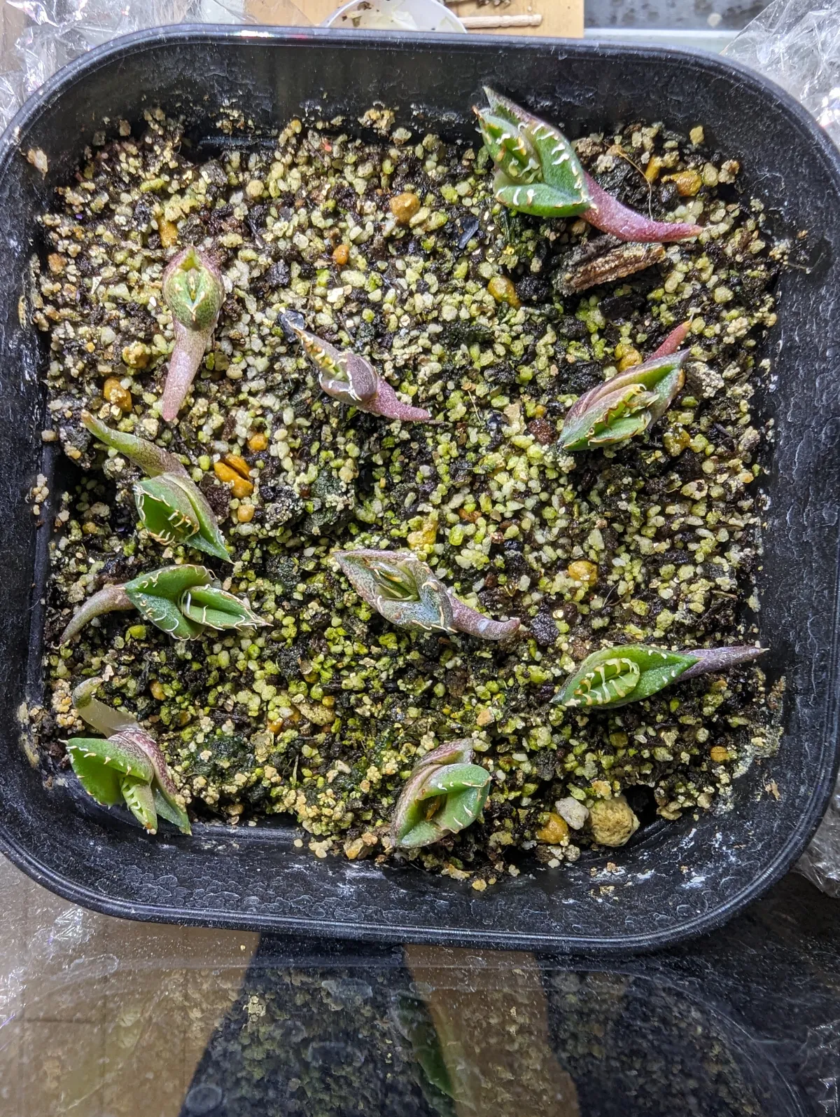 Agave oteroi Lot. (アガベ オテロイ)