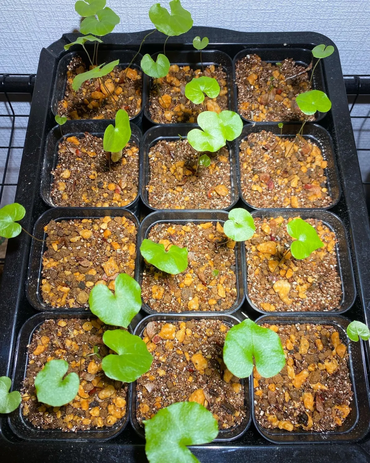 Dioscorea elephantipes (ディオスコレア エレファンティペス)