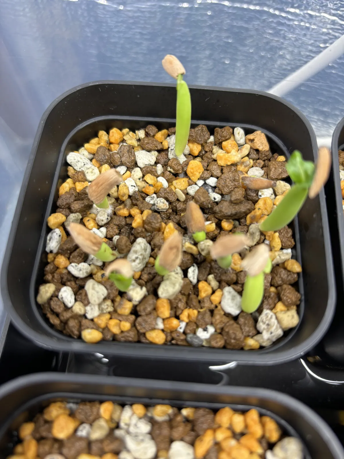 PNW Adenium arabicum phet na wang (アデニウム アラビカム)