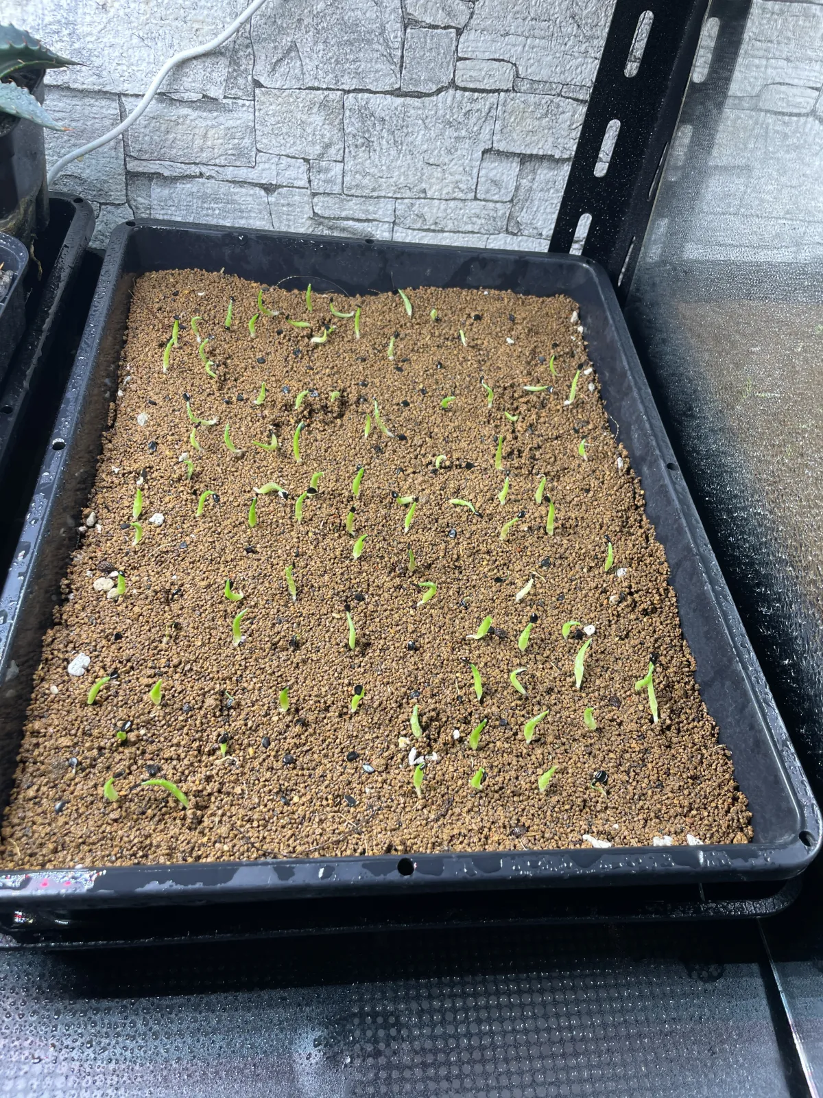 Agave titanota Blue Lot. (アガベ チタノタブルー)
