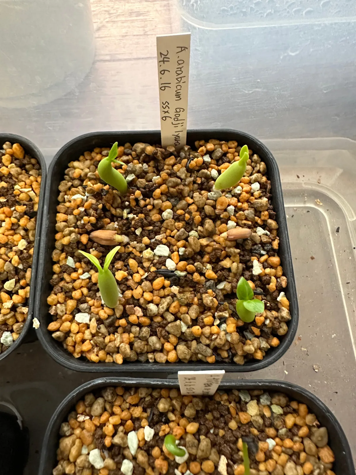 Adenium arabicum Godji lyara (アデニウム アラビカムゴッジ イヤラ)