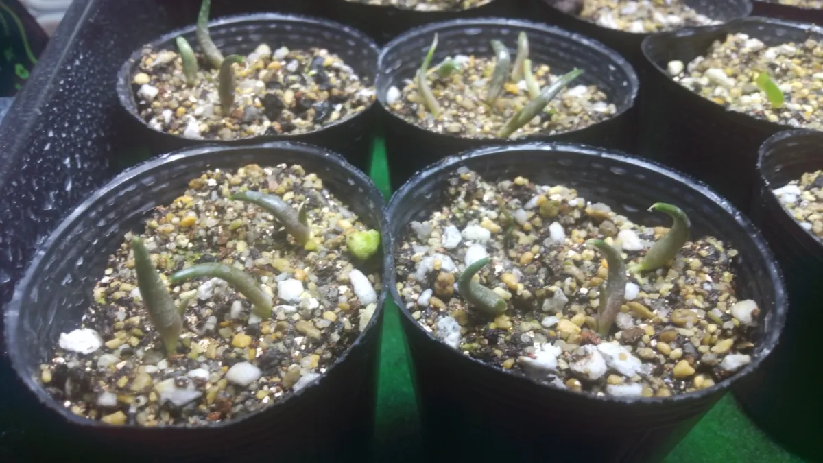 Agave kerchovei (アガベ ワフアパンレッド)