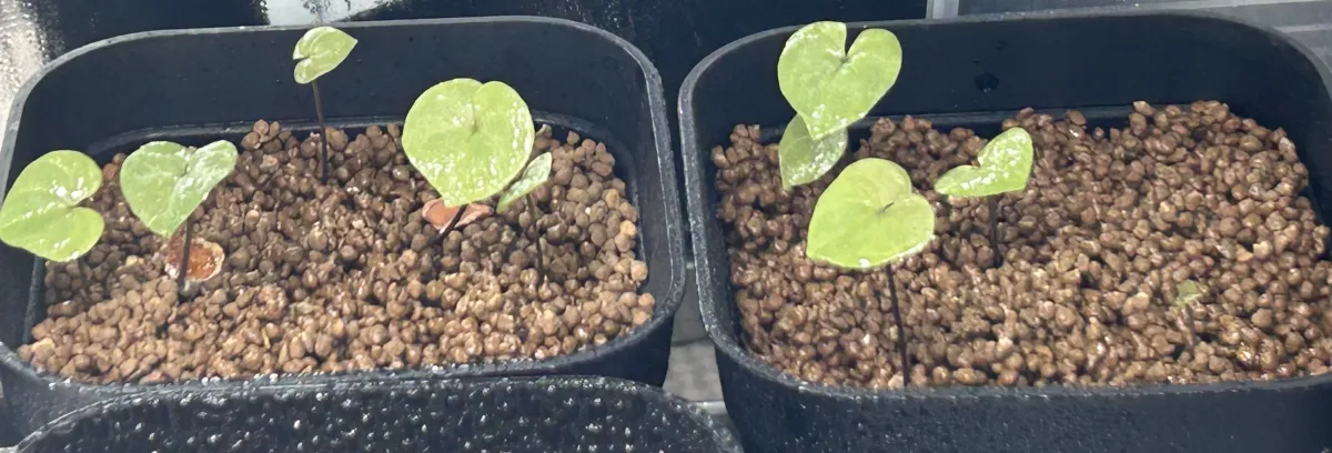 Dioscorea elephantipes (ディオスコレア エレファンティペス)