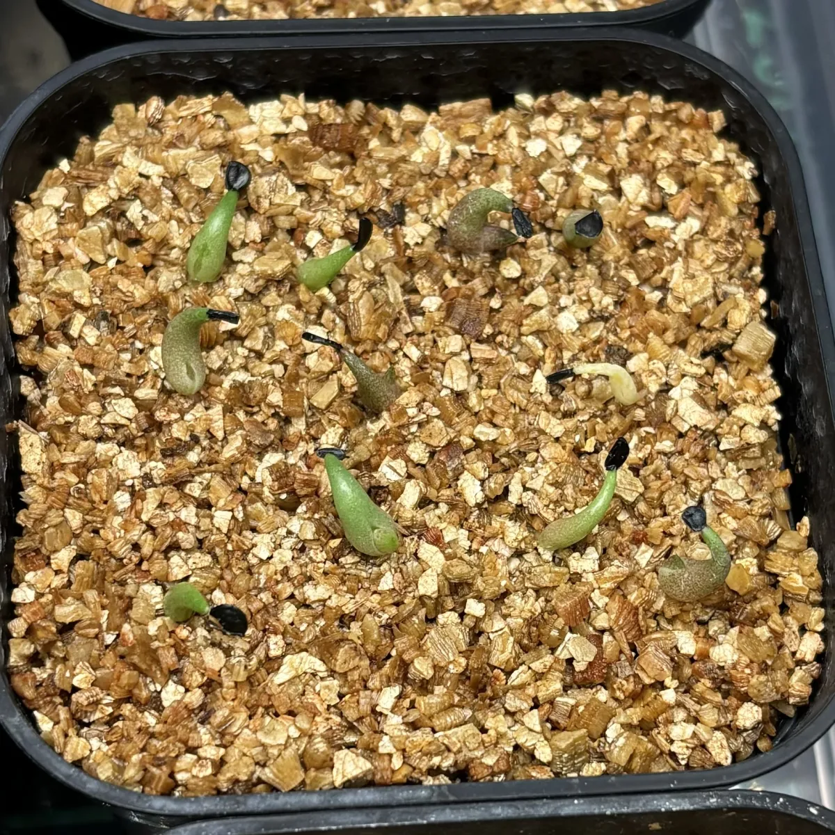 Agave oteroi Lot. (アガベ オテロイ)