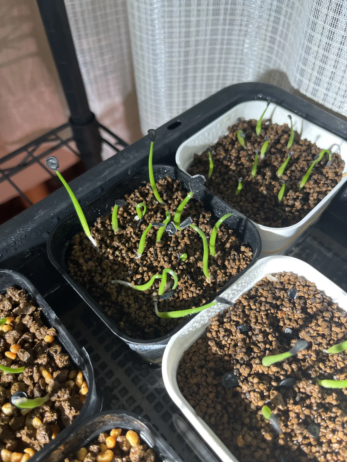 Agave Mix (アガベ ミックス)