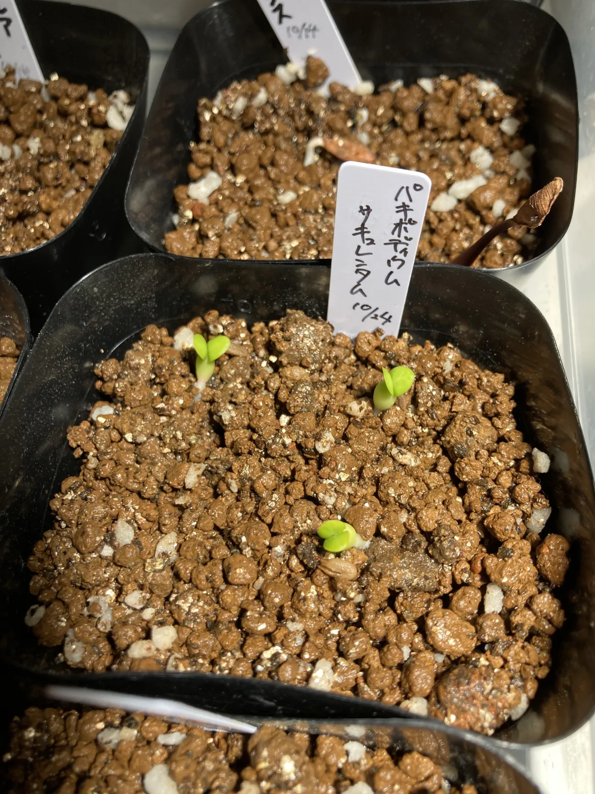 Pachypodium succulentum (パキポディウム サキュレンタム)