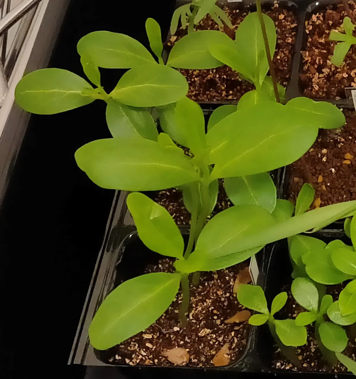 Pachypodium rutenbergianum var. rutenbergianum (パキポディウム ルテンベルギアナム)