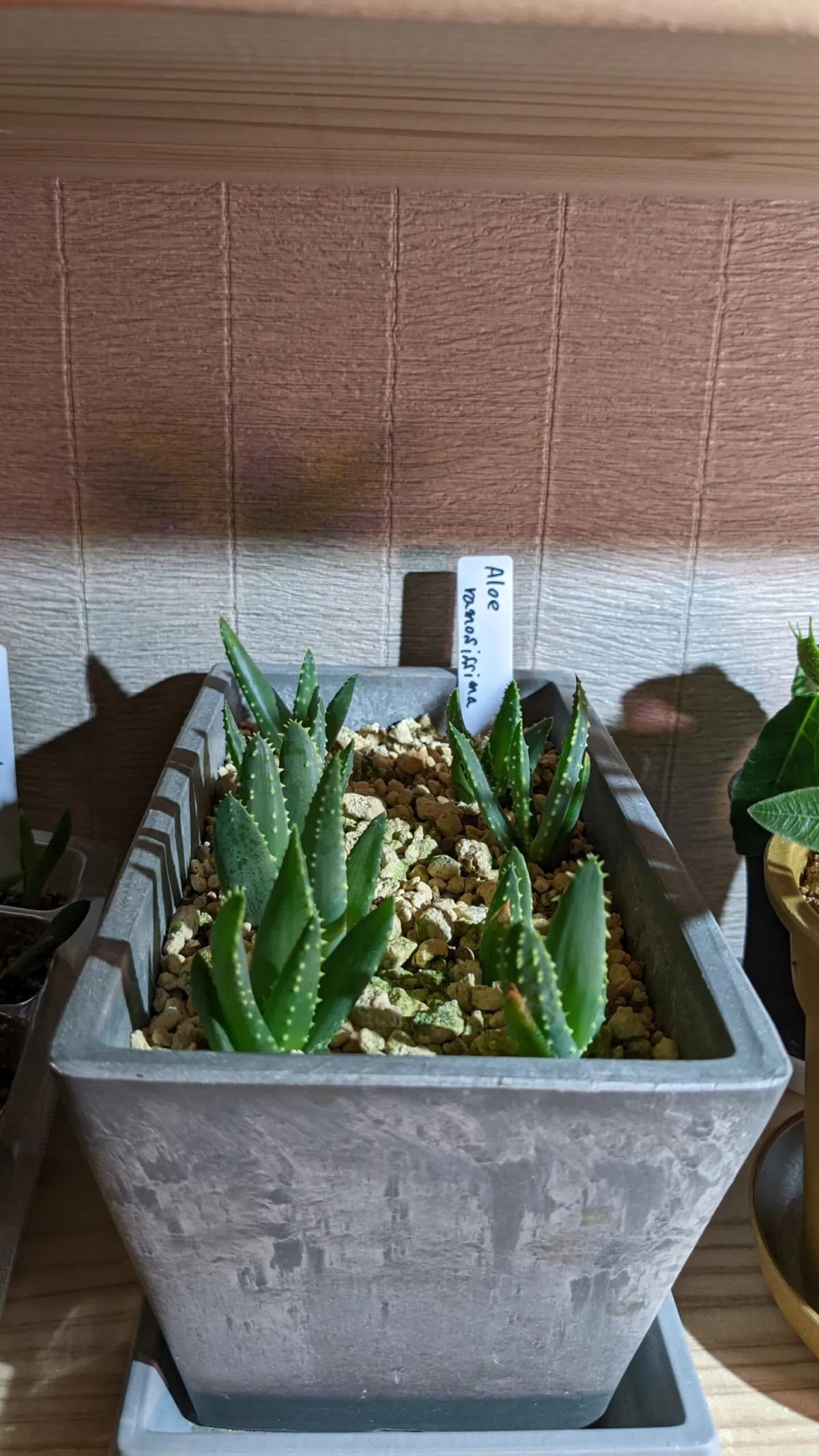 Aloe ramosissima (アロエ ラモシシマ)