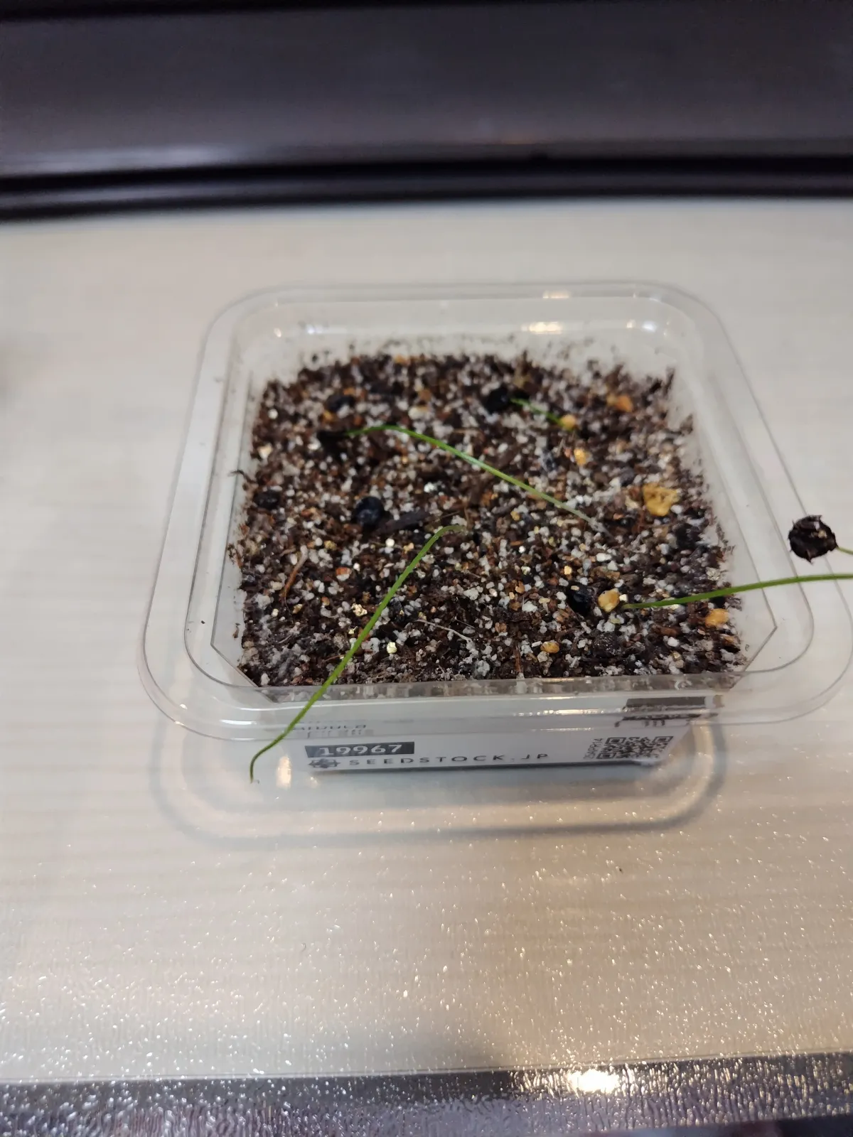 Albuca spiralis (アルブカ スピラリス)