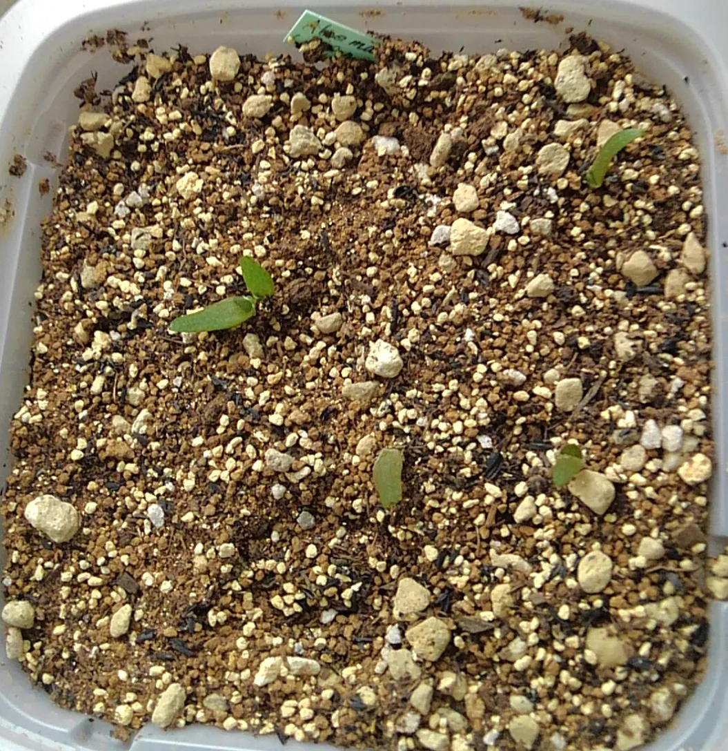 Aloe marlothii ssp. marlothii (アロエ マルロシー)