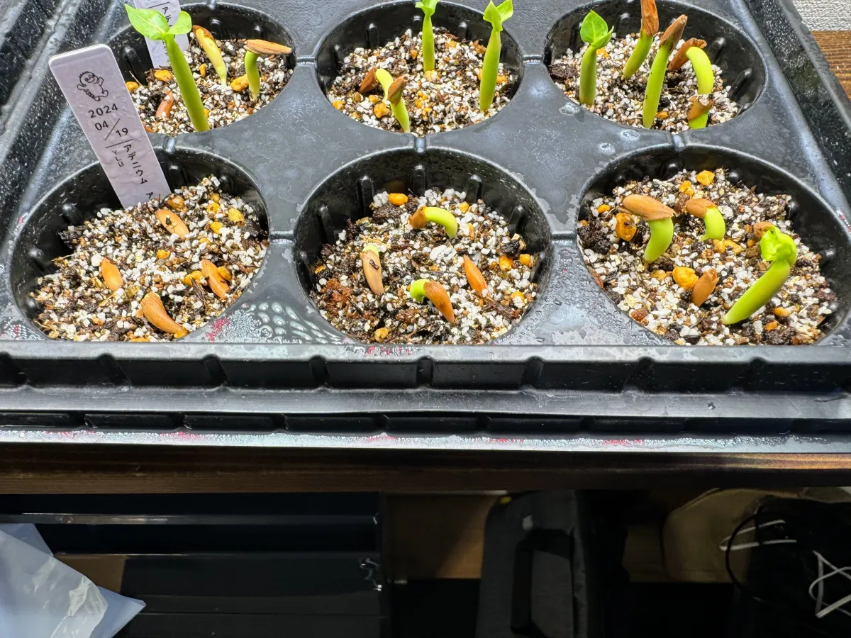YLB Adenium arabicum Yak Lop Buri (アデニウム アラビカム)