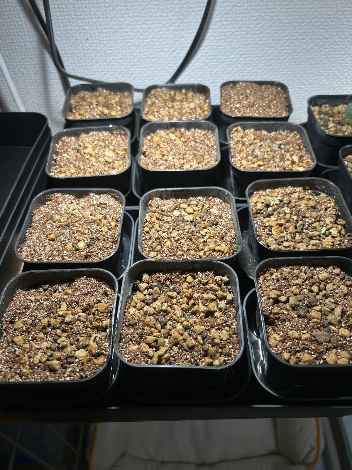 Pachypodium rosulatum var. gracilius ([無料種子] 発芽難 パキポディウム グラキリス　)