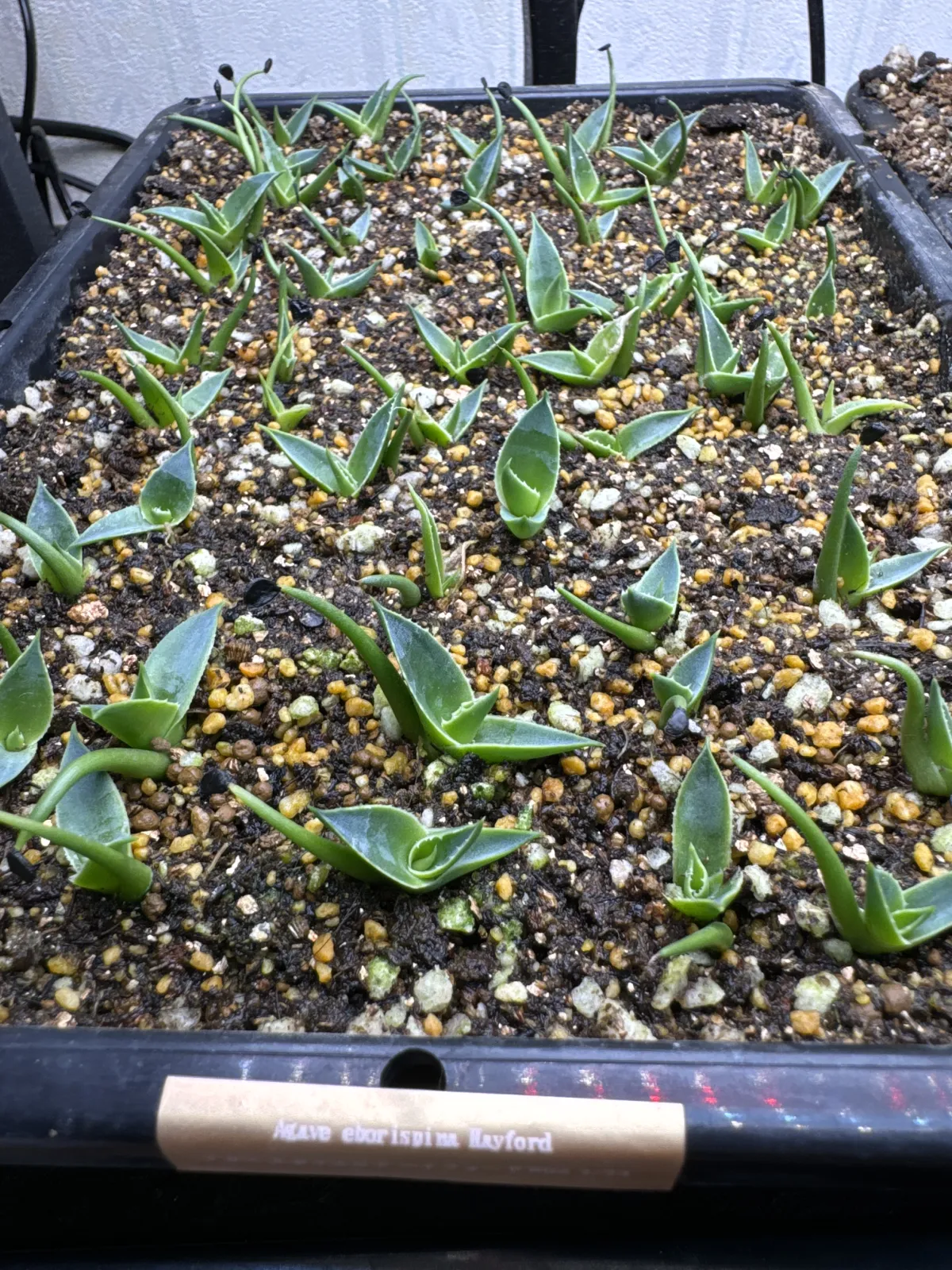 Agave utahensis var. eborispina (アガベ エボリスピナ ヘイフォード)