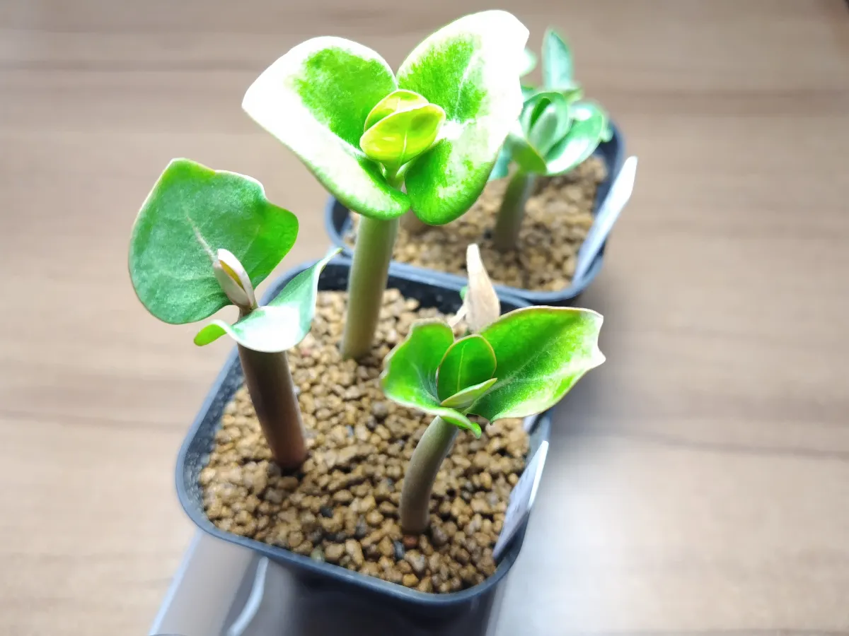 PNW Adenium arabicum phet na wang (アデニウム アラビカム)