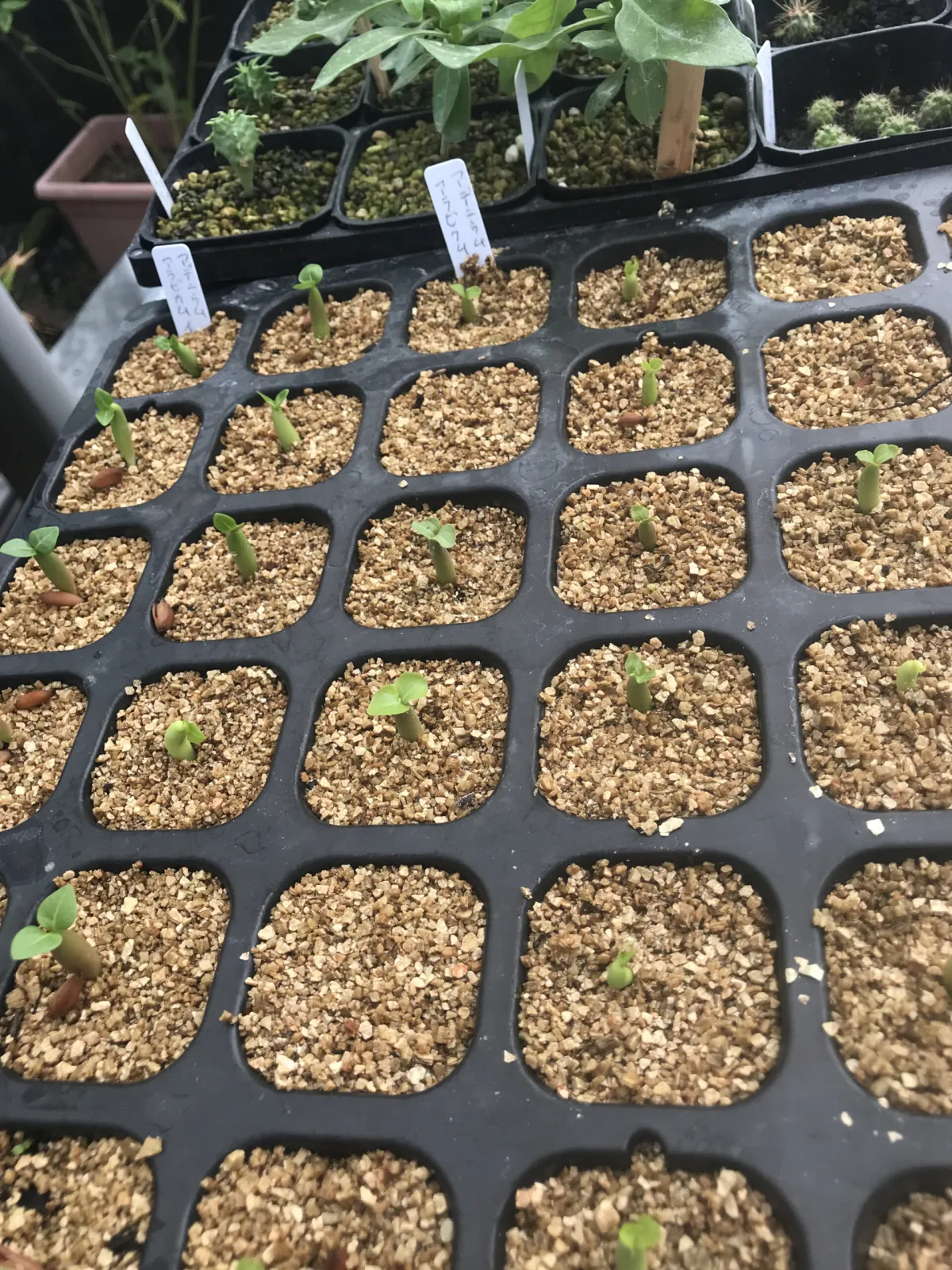 Adenium arabicum rachine (アデニウム アラビカム ラシニー)