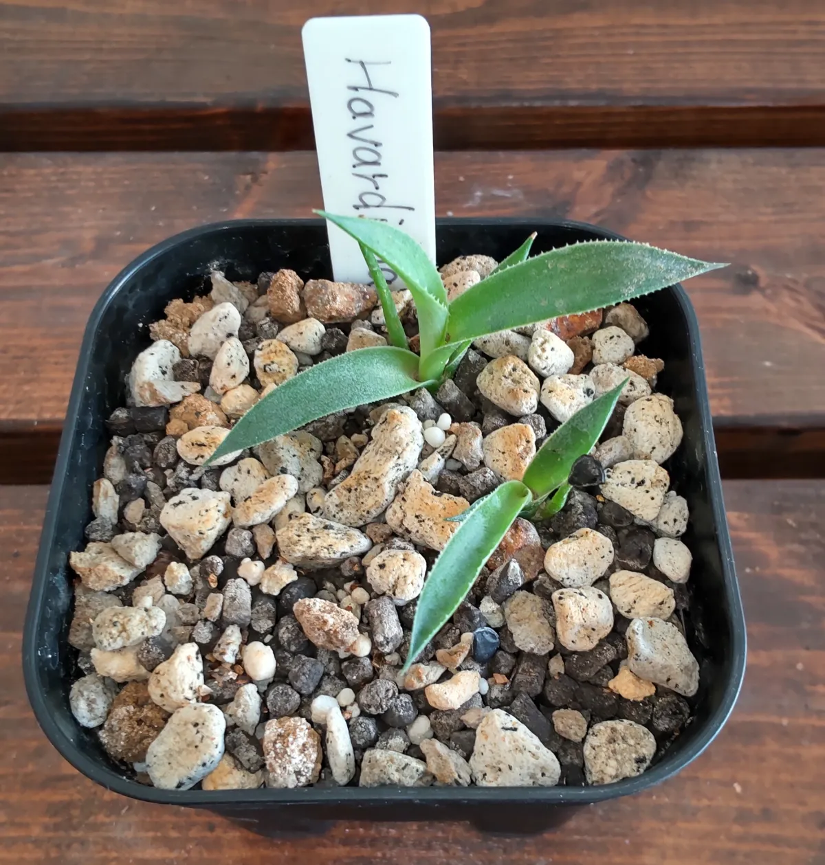 Agave havardiana (アガベ ハバルディアナ)