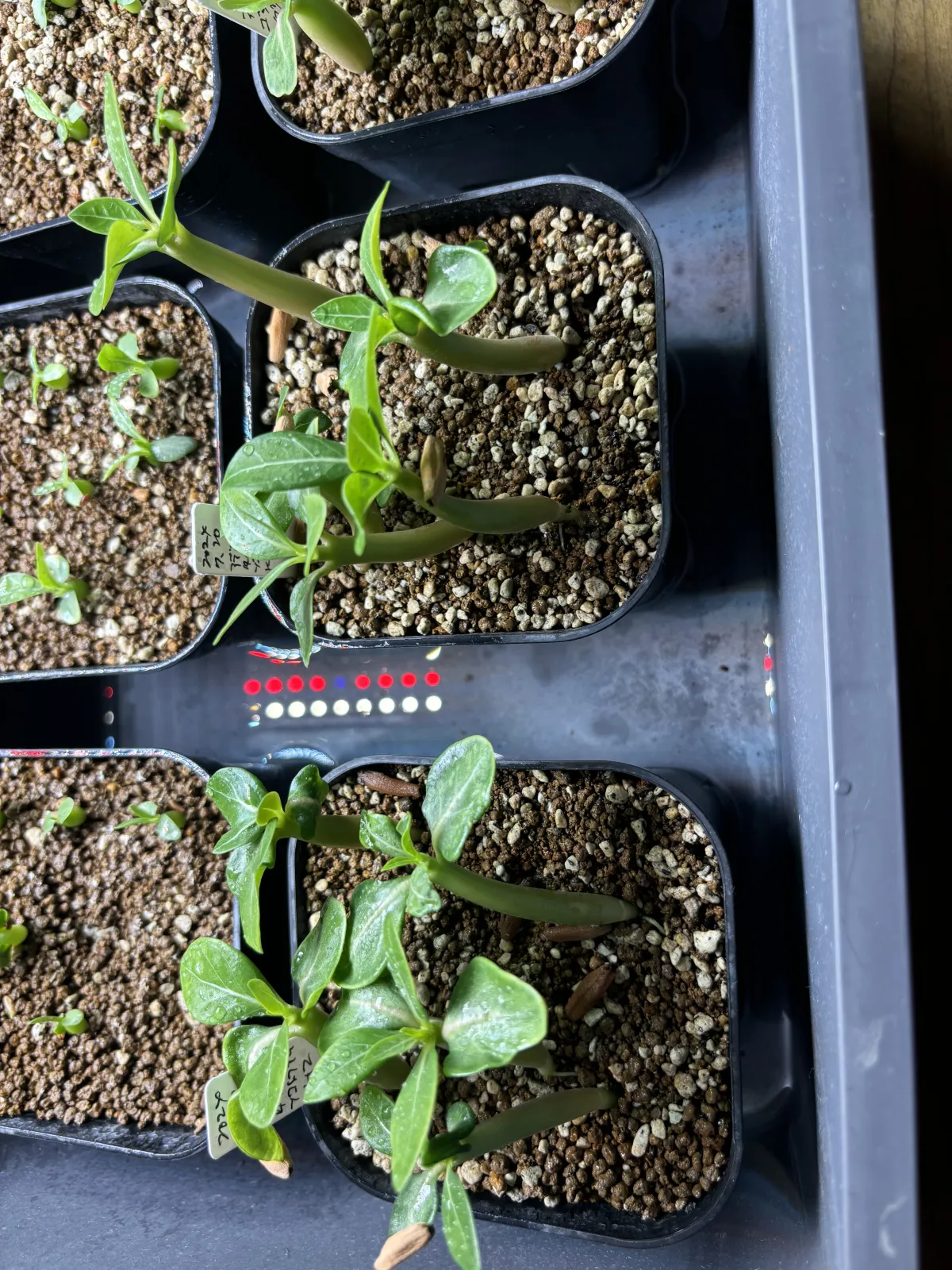 KHZ Adenium thai socotranum KHZ (アデニウム タイ ソコトラナム)