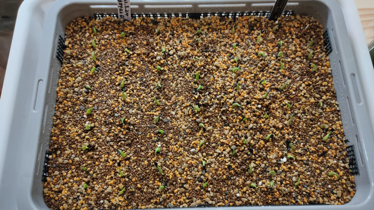 Agave oteroi Lot. (アガベ オテロイ)