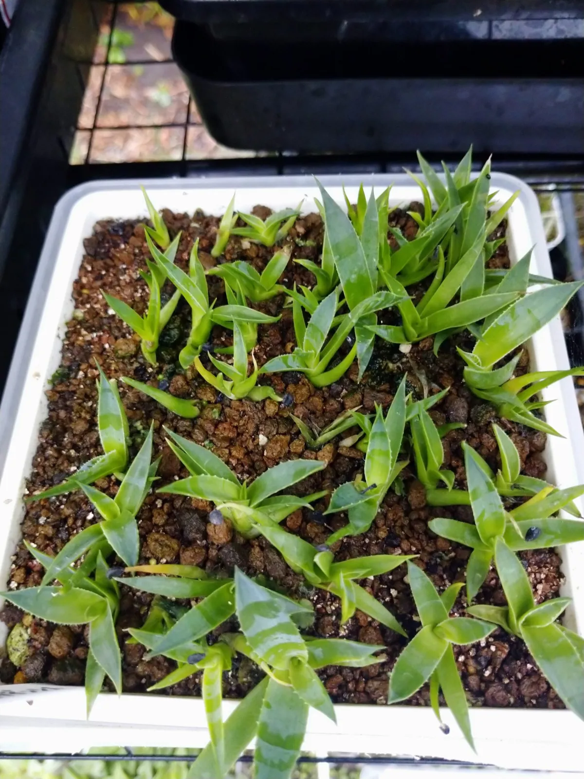 Agave utahensis nevadensis (アガベ ネヴァデンシス)
