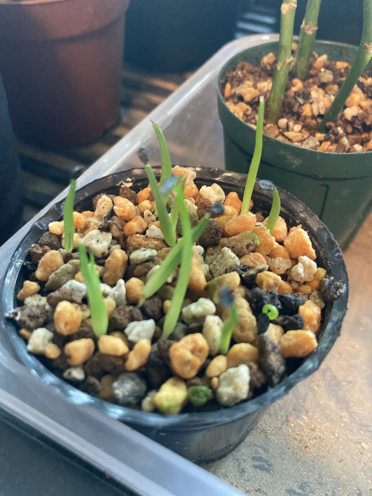 Agave horrida perotensis (アガベ ペロテンシス)