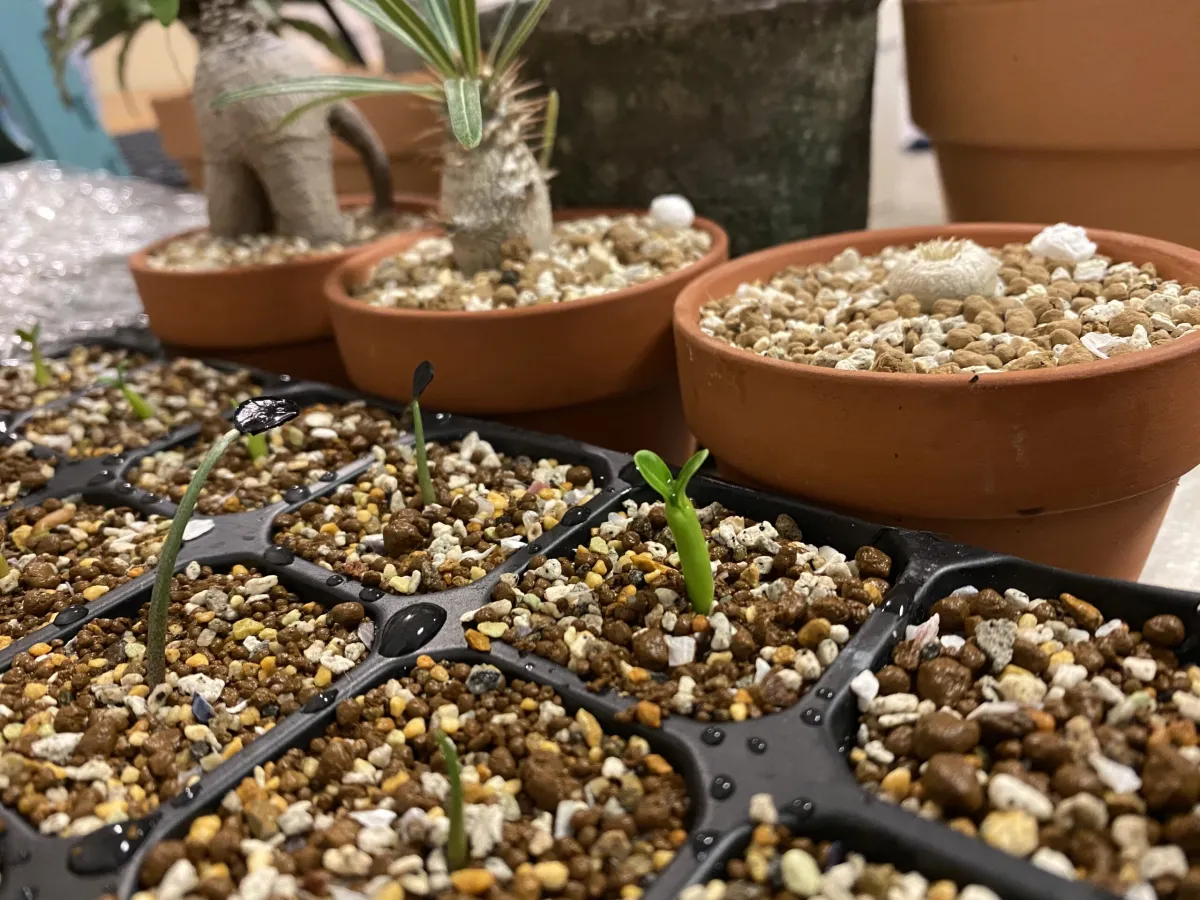 Pachypodium lamerei (パキポディウム ラメレイ)