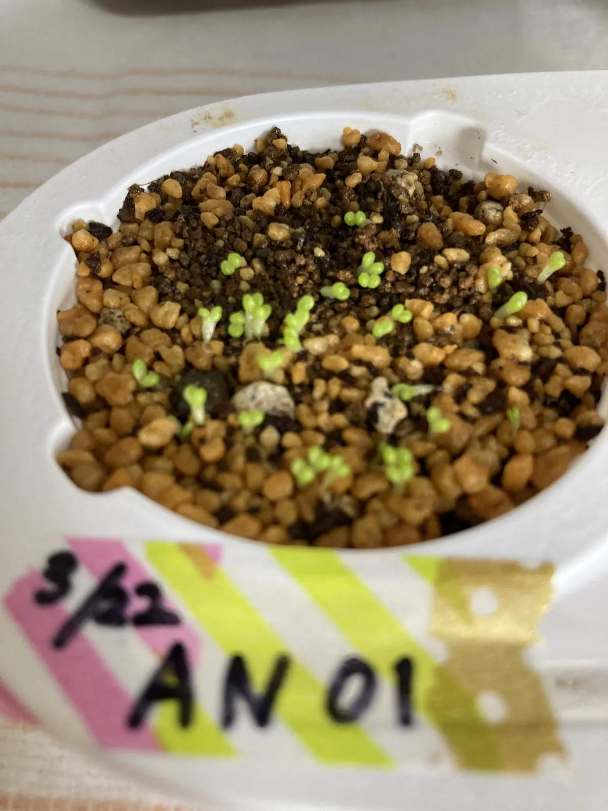 Avonia papyracea (アボニア パピラケア)