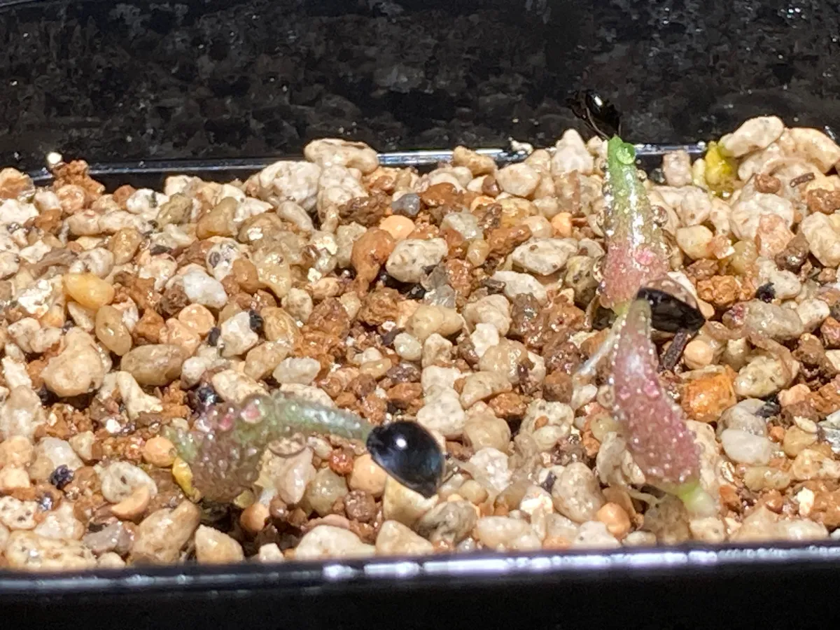 Agave titanota Blue Lot. (アガベ チタノタブルー)