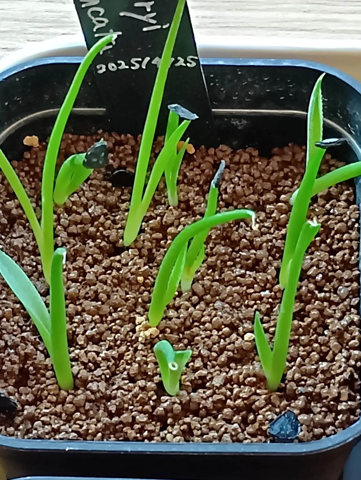 Agave parryi ssp. parryi (アガベ パリー)