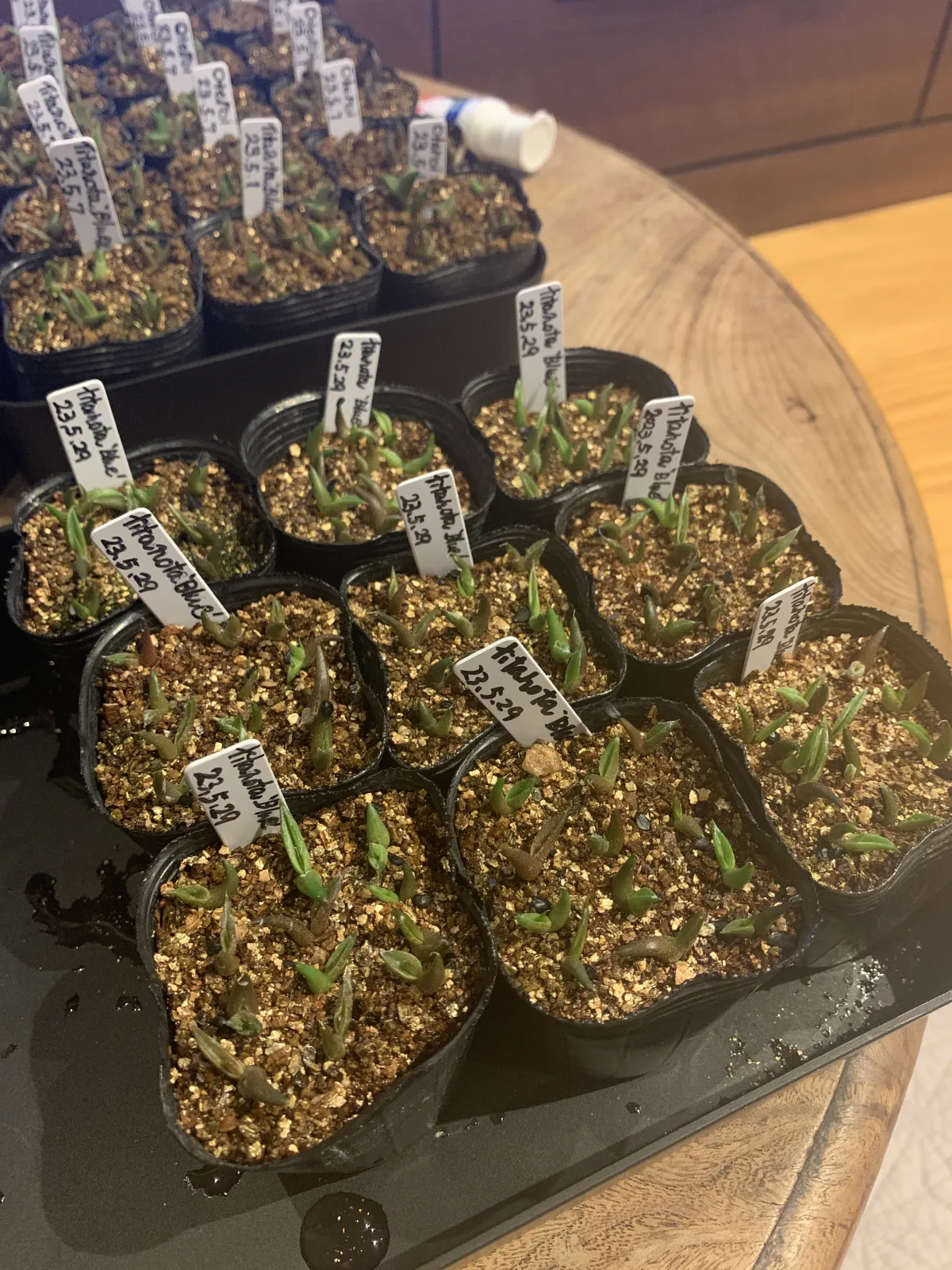 Agave titanota Blue Lot. (アガベ チタノタブルー)