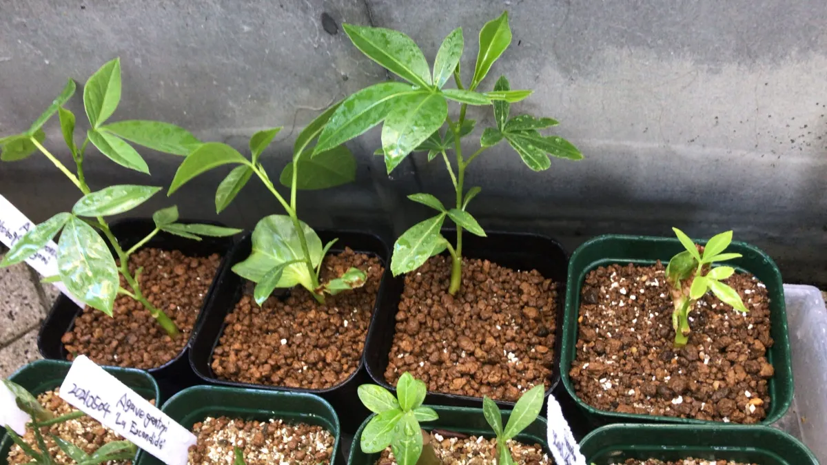 Adansonia gregorii (アダンソニア（バオバブ）グレゴリー)