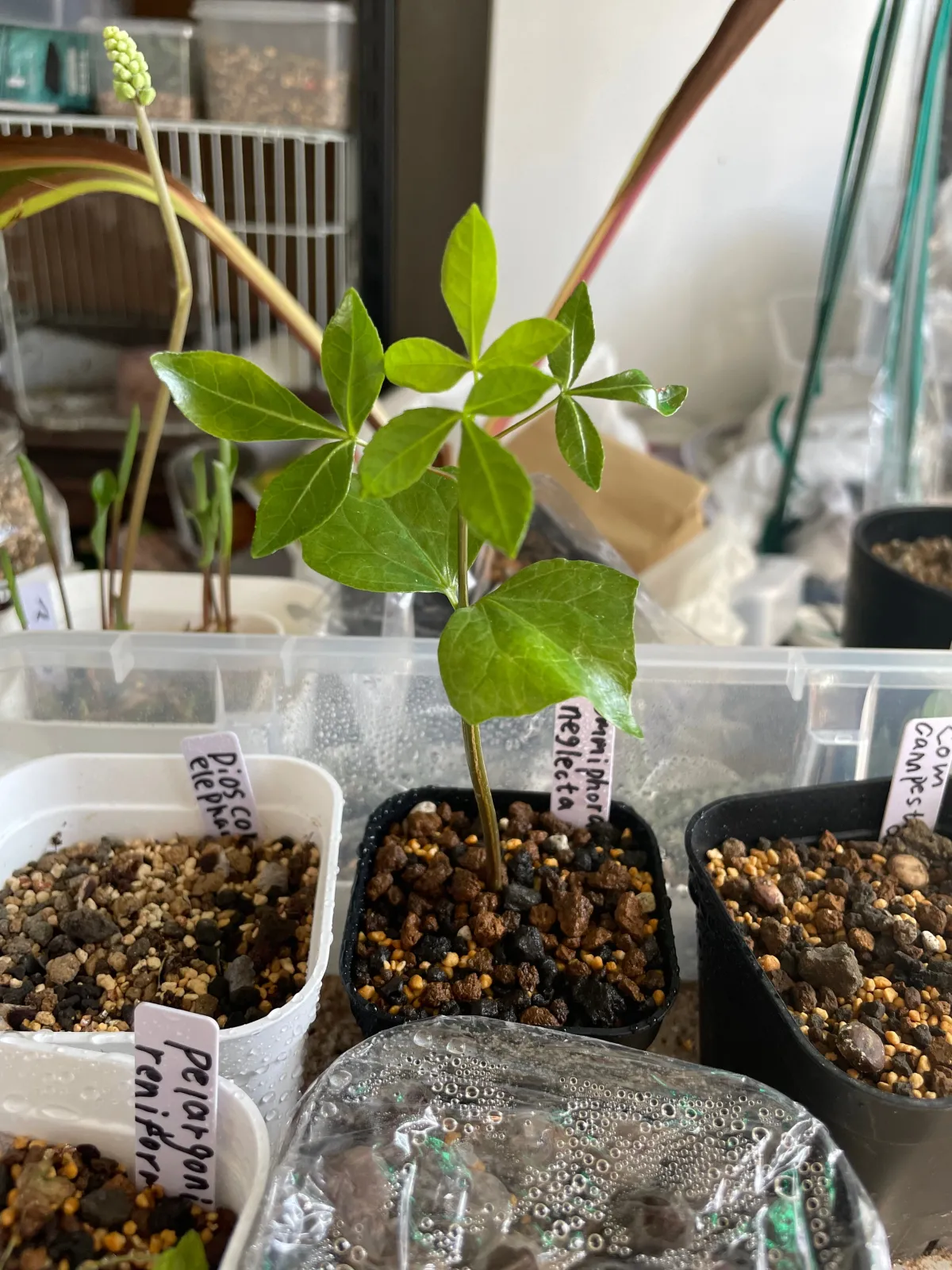 Commiphora neglecta (コミフォラ ネグレクタ)