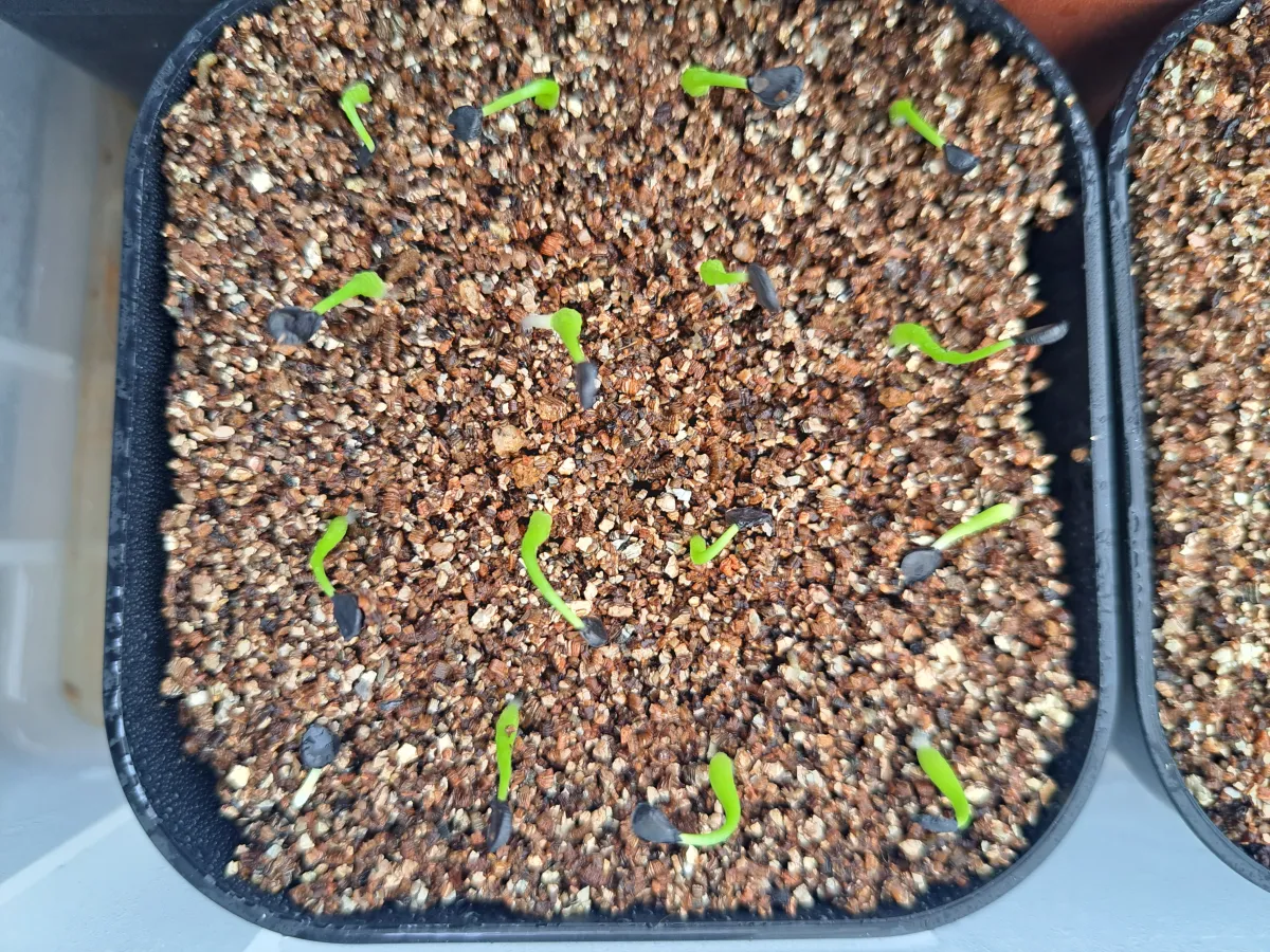 Agave utahensis var. eborispina (アガベ エボリスピナ)