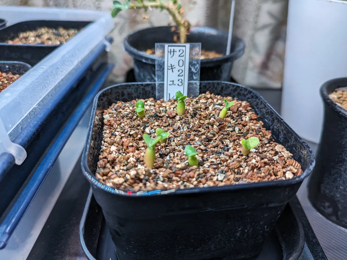 Pachypodium succulentum (パキポディウム サキュレンタム)